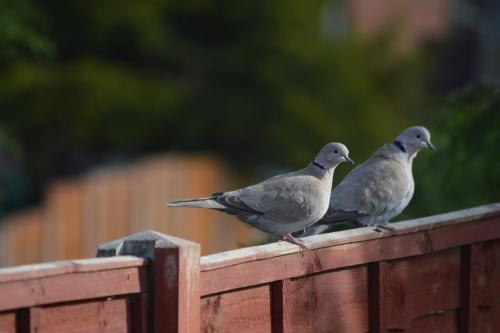 Collared Dove May 20 by Glyn Jones