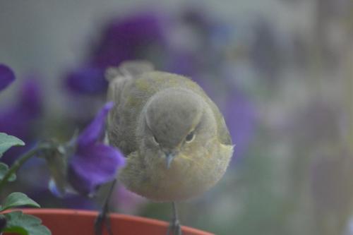 Chiffchaff Apr 20 by Glyn Jones