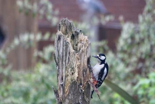 Great Spotted Woodpecker Apr 20 by Mick Potts