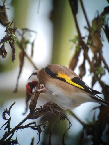 Goldfinch Dec 2020 by Nick Harrison