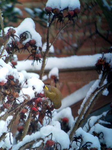 Greenfinch Dec 2020 by Peter Roberts