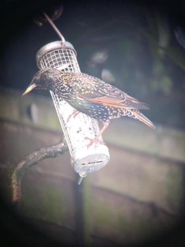 Starling Dec 2020 by Peter Roberts