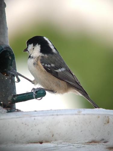 Coal Tit Dec 2020 by Peter Roberts