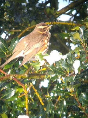 Redwing Dec 2020 by Peter Roberts
