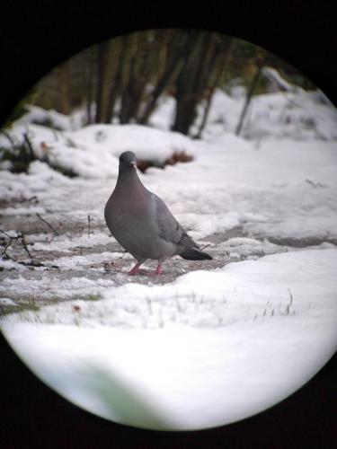 Stock Dove Dec 2020 by Peter Roberts