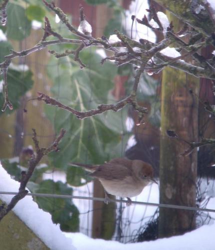 Blackcap Dec 2020 by Peter Roberts