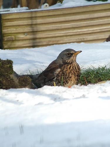 Fieldfare Jan 2021 by Peter Roberts