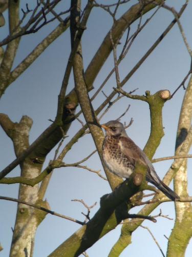 Fieldfare Jan 2021 by Peter Roberts