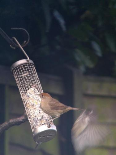 Blackcap Jan 2021 by Peter Roberts