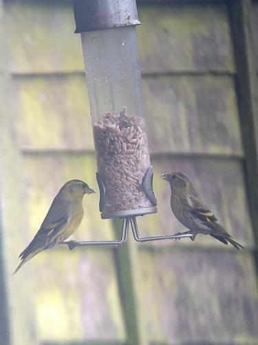 Siskin Jan 2021 by Peter Roberts