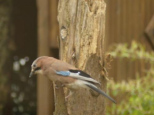 Jay-  May 20 by Mick Potts