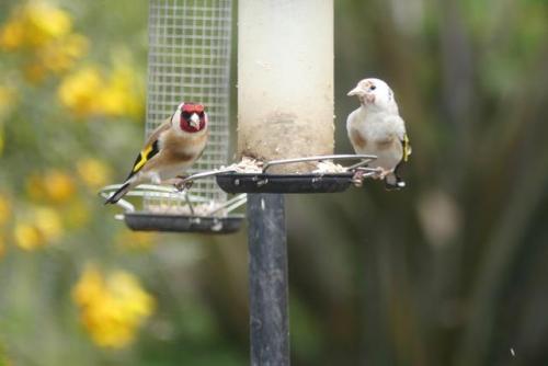 Goldfinch Apr 20 by Mick Potts