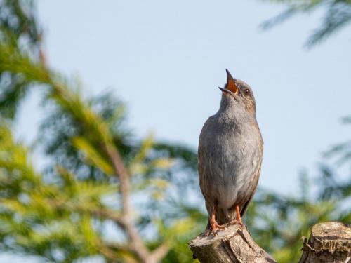 Dunnock Apr 20 by Mike Tonks