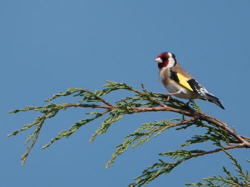 Goldfinch Apr 20 by Mike Tonks