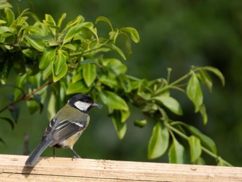 Great Tit 2 Apr 20 by Mike Tonks