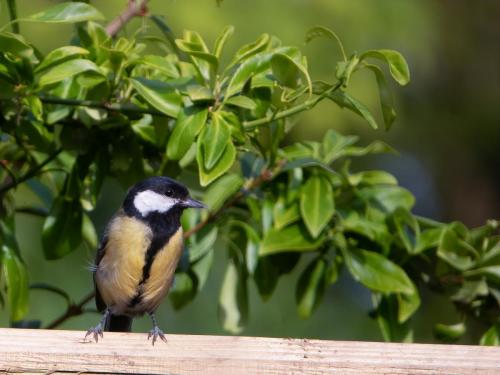 Great Tit Apr 20 by MIke Tonks