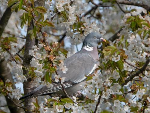 Woodpigeon Apr 20 by Mike Tonks