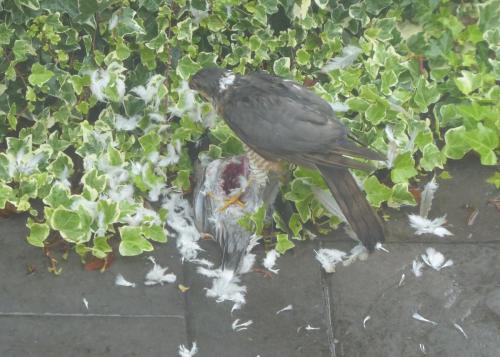 Sparrowhawk breakfast July 2020 by Colin Lythgoe