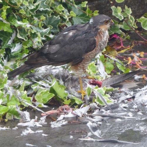 Sparrowhawk breakfast July 2020 by Colin Lythgoe