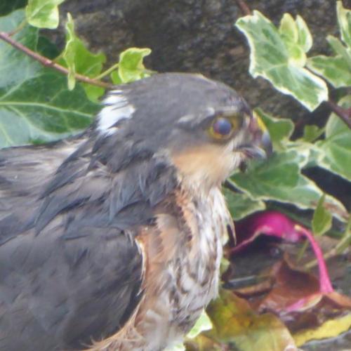 Sparrowhawk breakfast July 2020 by Colin Lythgoe - note the nictitating membrane closed