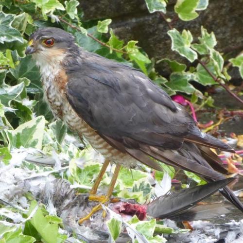 Sparrowhawk breakfast July 2020 by Colin Lythgoe