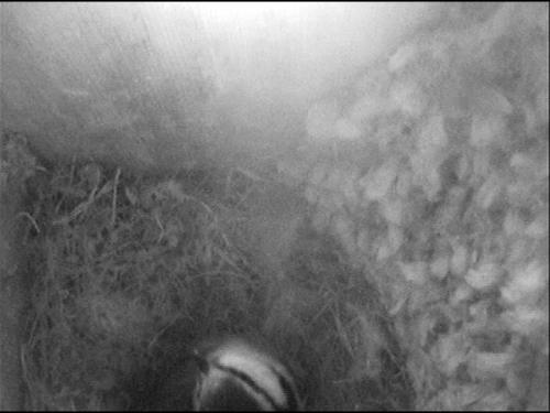 BlueTit on nestbox camera Apr 20 by Peter Roberts