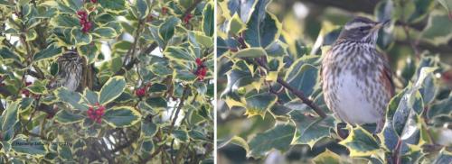 Redwing 1 Jan 2021 and 1 Jan 2020 by Mick Potts