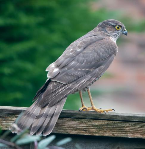 Sparrowhawk Jan 2022 by Mike Tonks