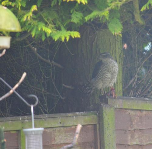 breakfast for a Sparrowhawk Feb 2021 by Peter Roberts