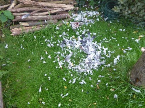 Sparrowhawk dining area Aug 2020 by Colin Lythgoe