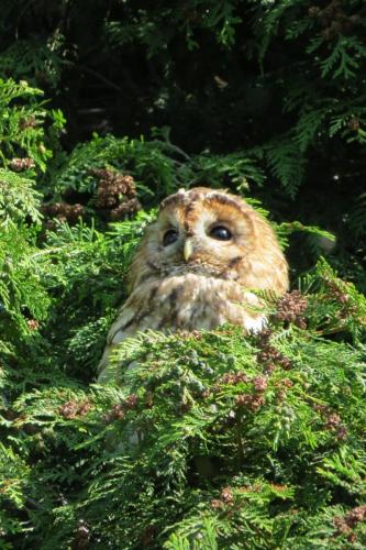 Tawny Owl Jun 2021 by Chris Parry