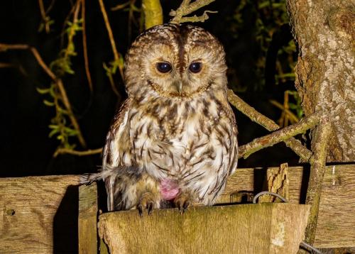 Tawny Owl femail Apr 20 by Graham Green