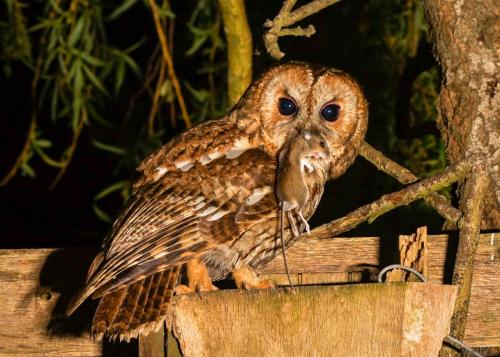 Tawny Owl with mouse Apr 20 by Graham Green